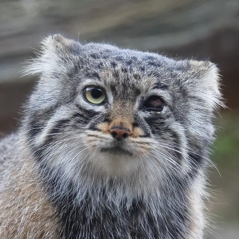 那須どうぶつ王国のマヌルネコのアブリコース