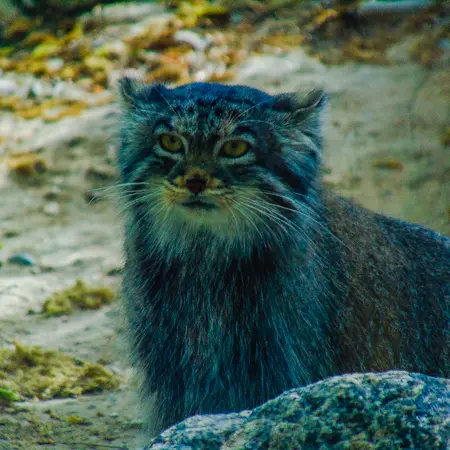 プエブロ動物園のオリーブの写真