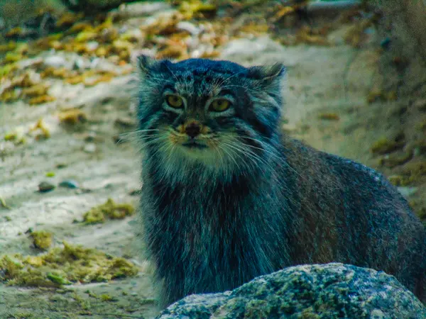 プエブロ動物園のオリーブの写真