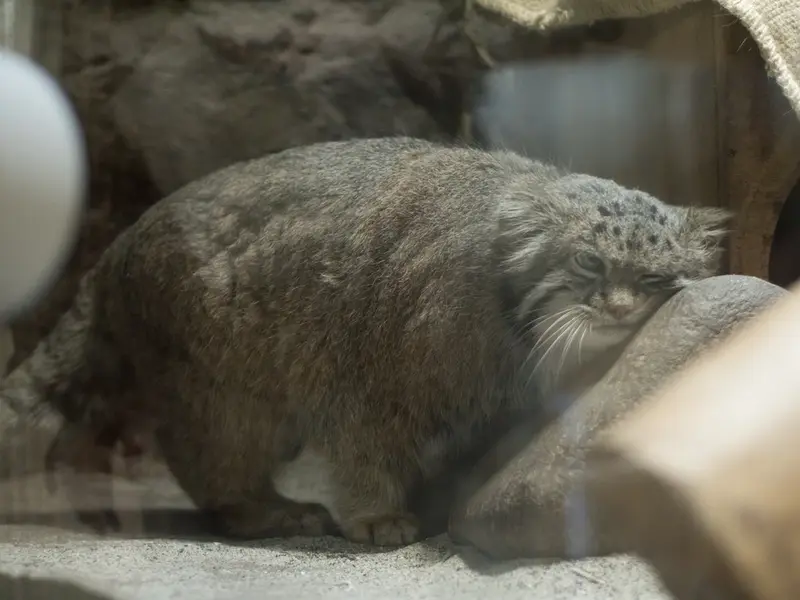 恩賜上野動物園のクリョンの写真