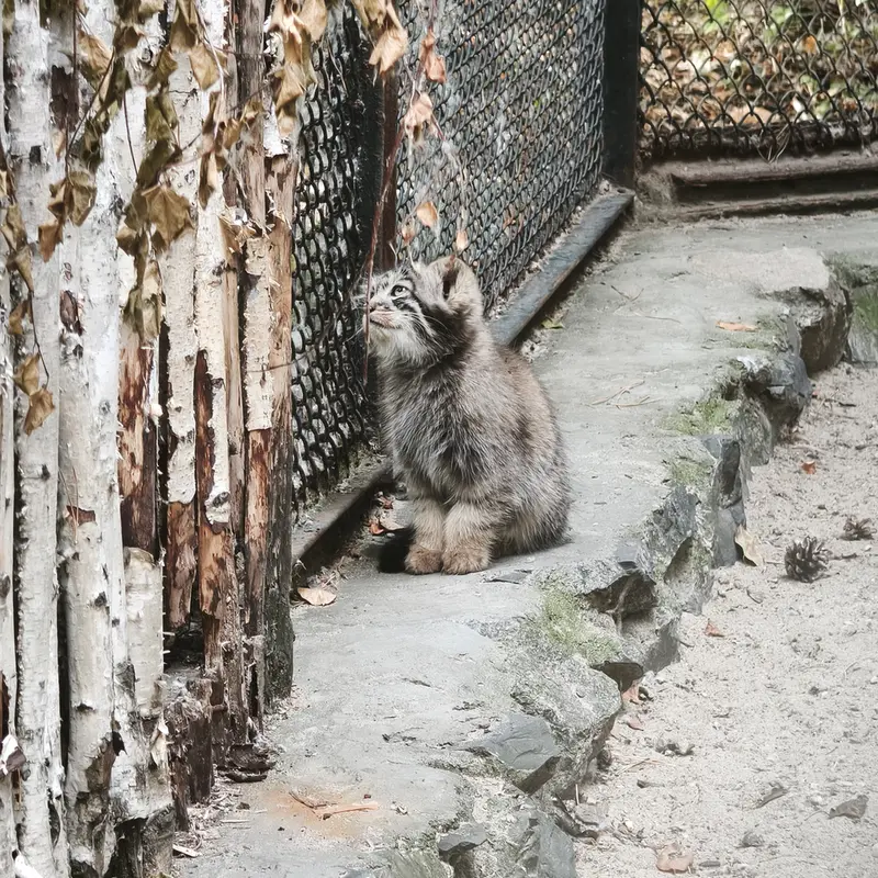 ノヴォシビルスク動物園のアデルの子ネコ b.2026 Ⅰの写真