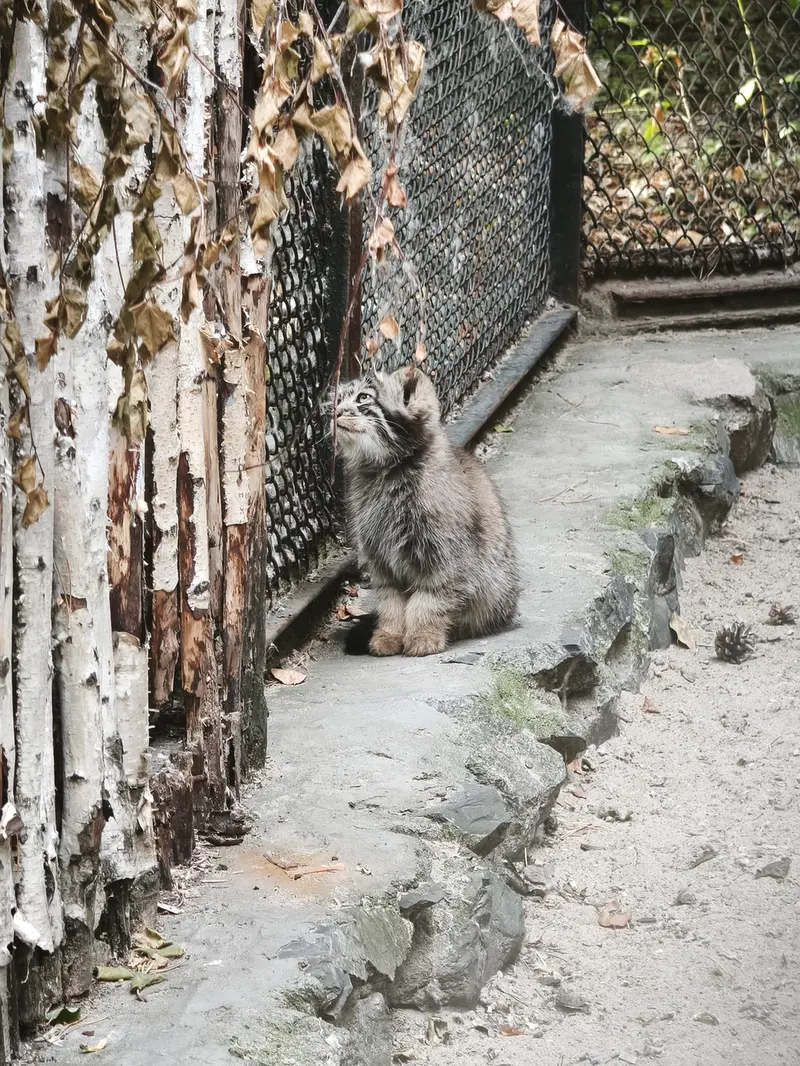 ノヴォシビルスク動物園のアデルの子ネコ b.2026 Ⅰの写真
