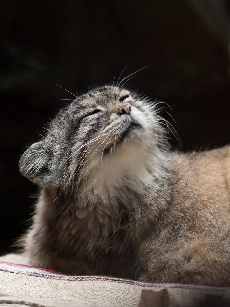 恩賜上野動物園のプリームラの写真