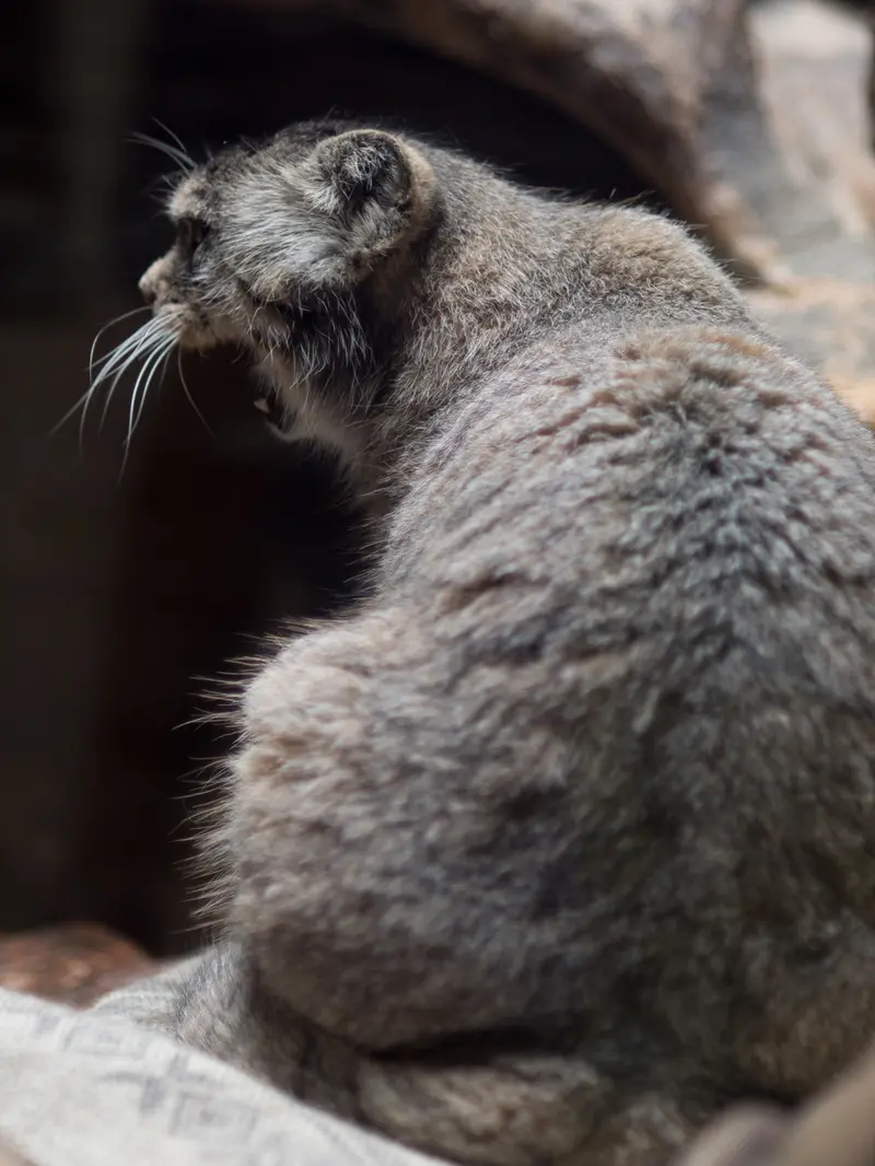 恩賜上野動物園のプリームラの写真