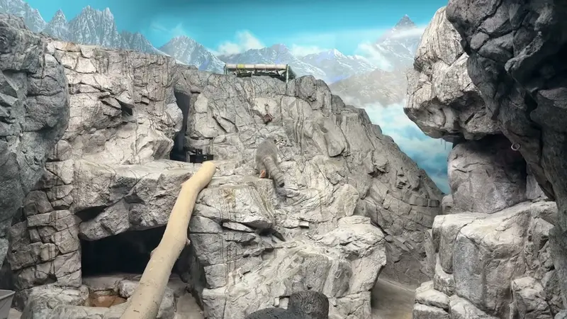 シンシナティ動物園のイザベルの動画