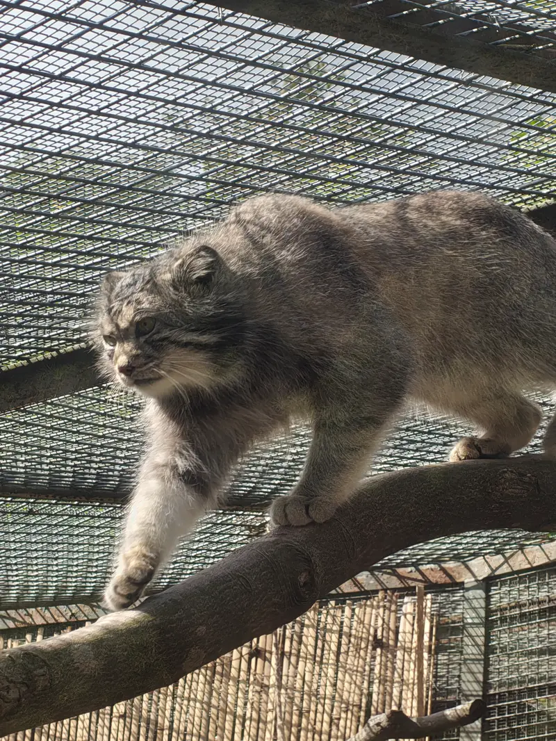 エディンバラ動物園のアキコの写真