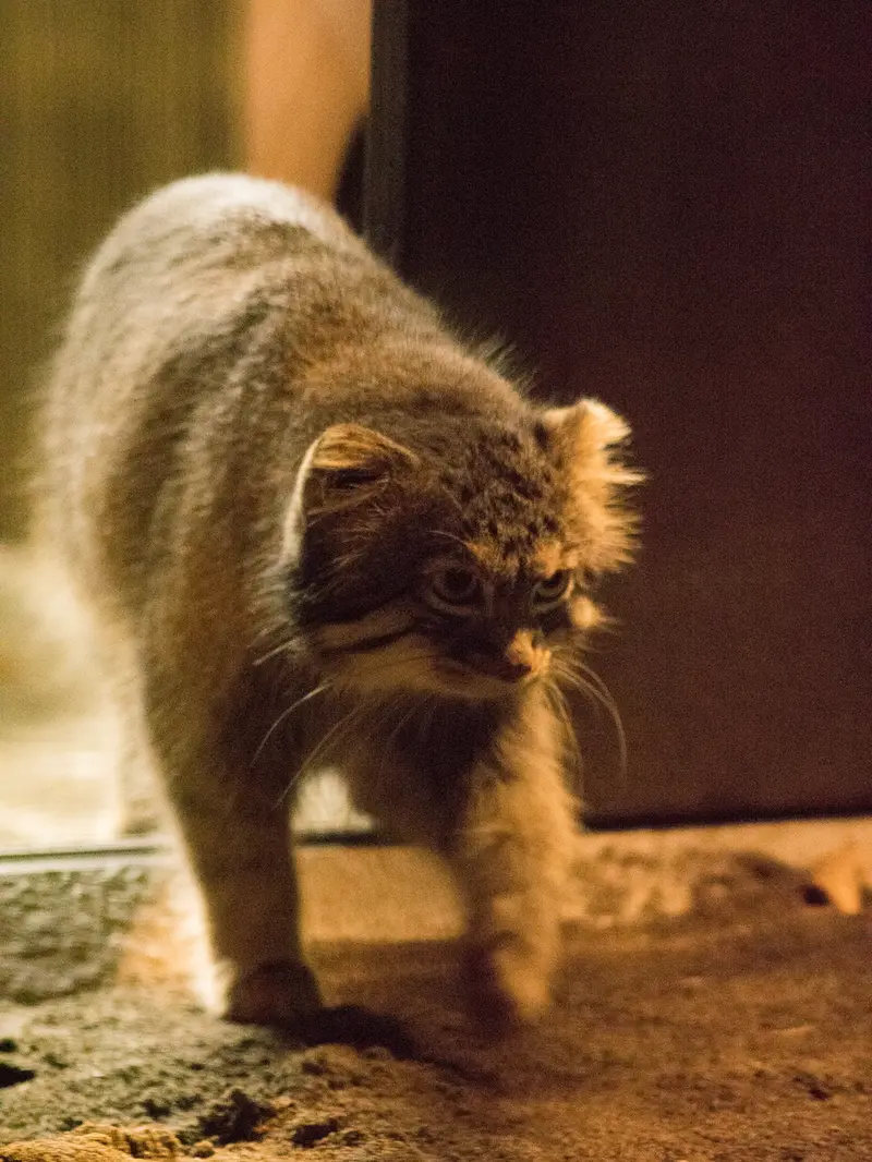 野毛山動物園のフィーガの写真
