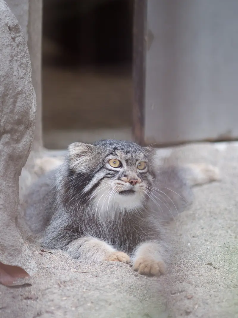野毛山動物園のフィーガの写真