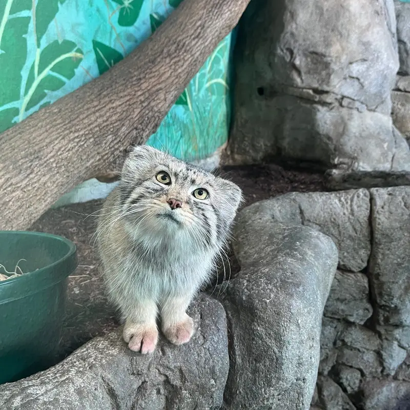 バーミンガム動物園のペルセウスの写真