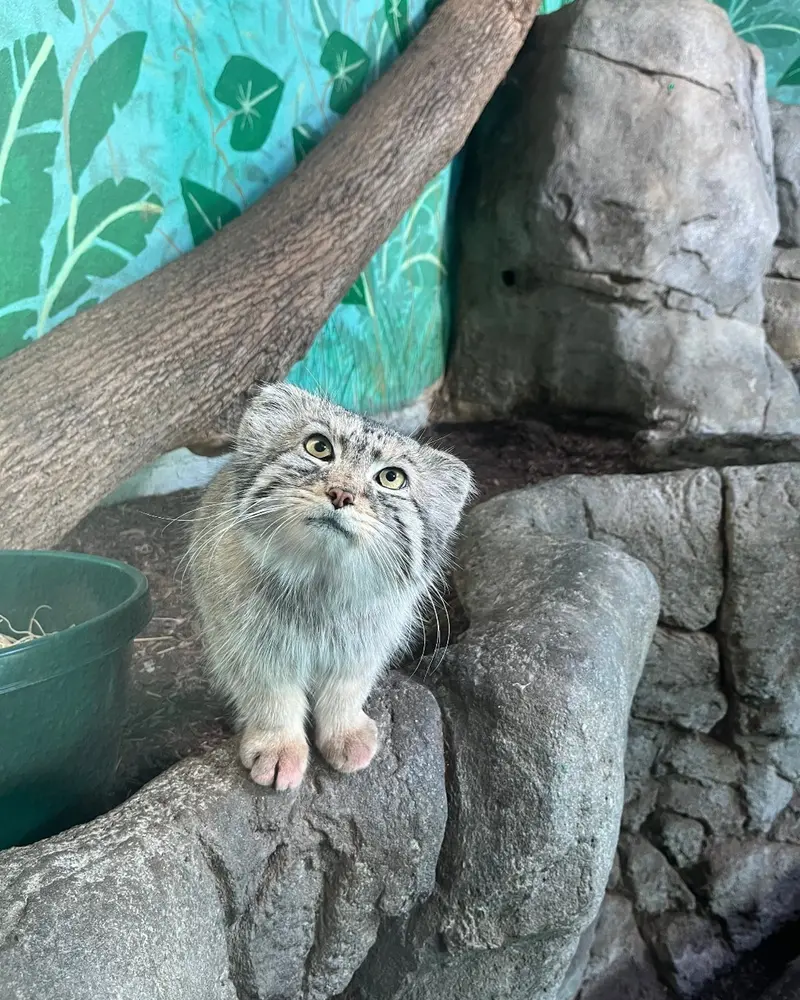 バーミンガム動物園のペルセウスの写真