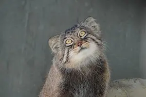 ヒデがグルーシャのところへ引っ越します!