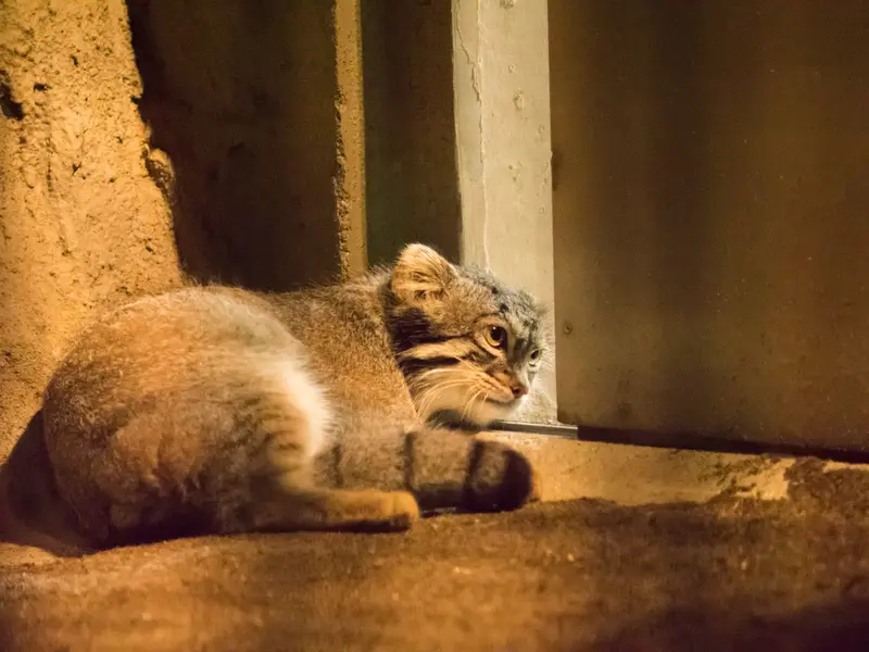 野毛山動物園のフィーガの写真