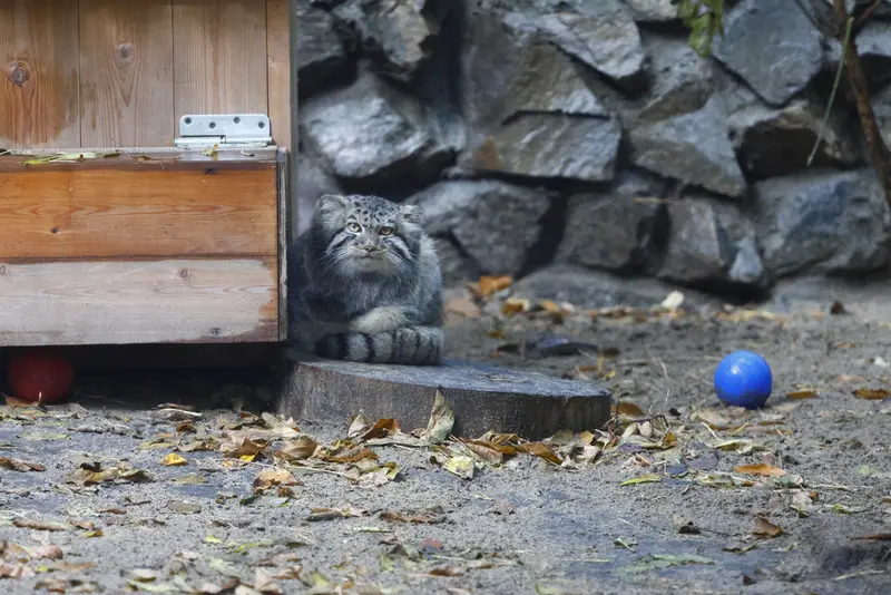 ノヴォシビルスク動物園のマヌルネコの写真