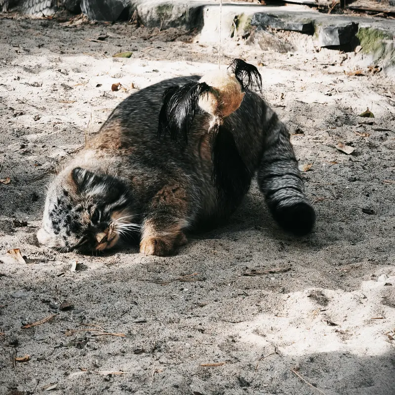 ノヴォシビルスク動物園のジョージの写真