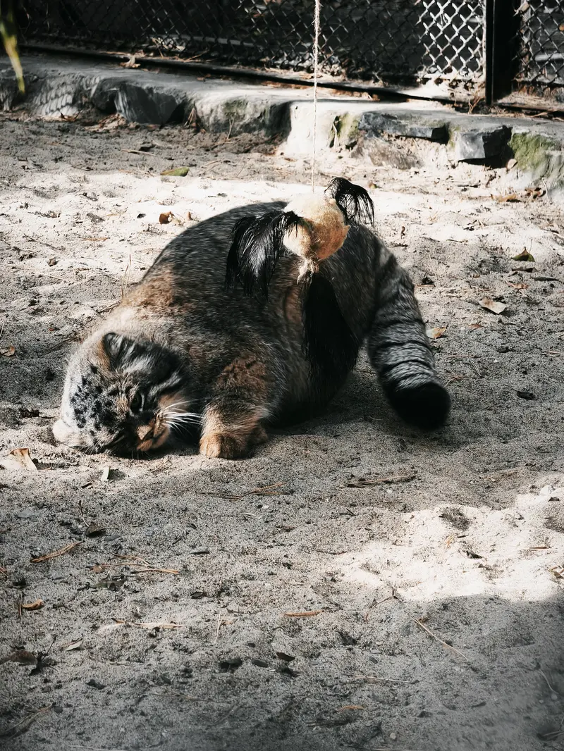ノヴォシビルスク動物園のジョージの写真