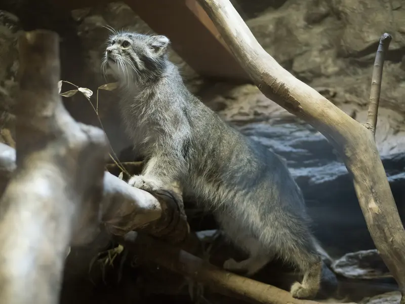 恩賜上野動物園のクリョンの写真