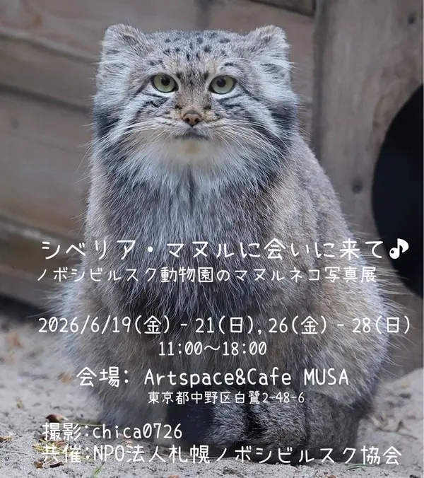 東京でのマヌルネコ写真展