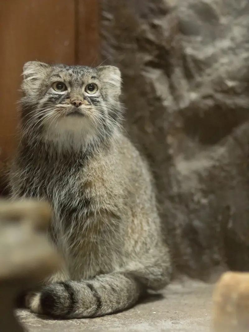 恩賜上野動物園のサフランの写真