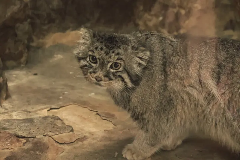 恩賜上野動物園のナイマの写真