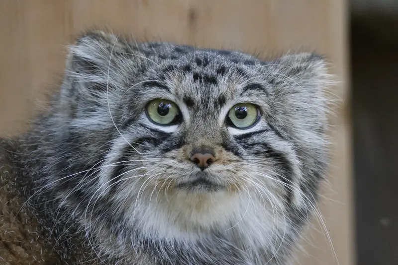 ノヴォシビルスク動物園のアーニャの写真