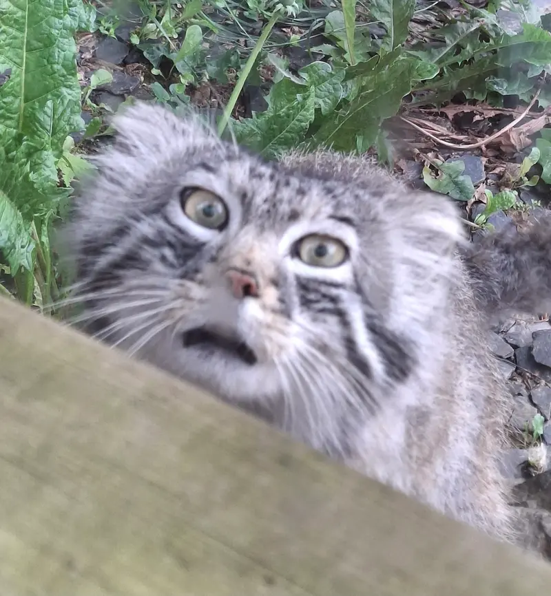 トレゴムール動物園のアルタイの写真