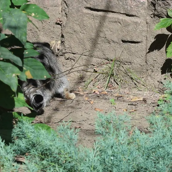 モスクワ動物園のマヌルネコの写真