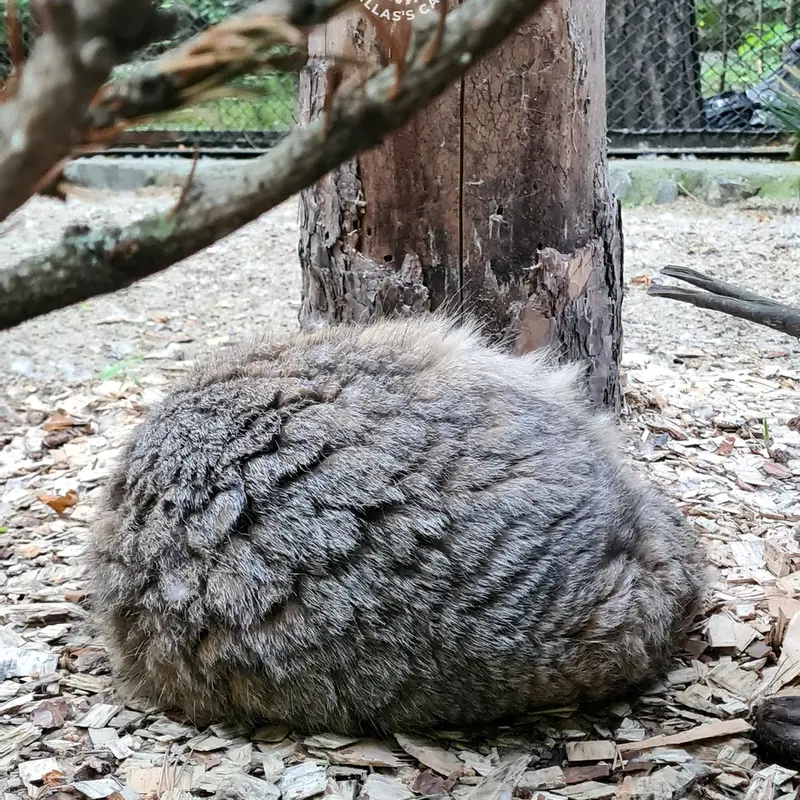 ノヴォシビルスク動物園のゼレノゴルスクの写真