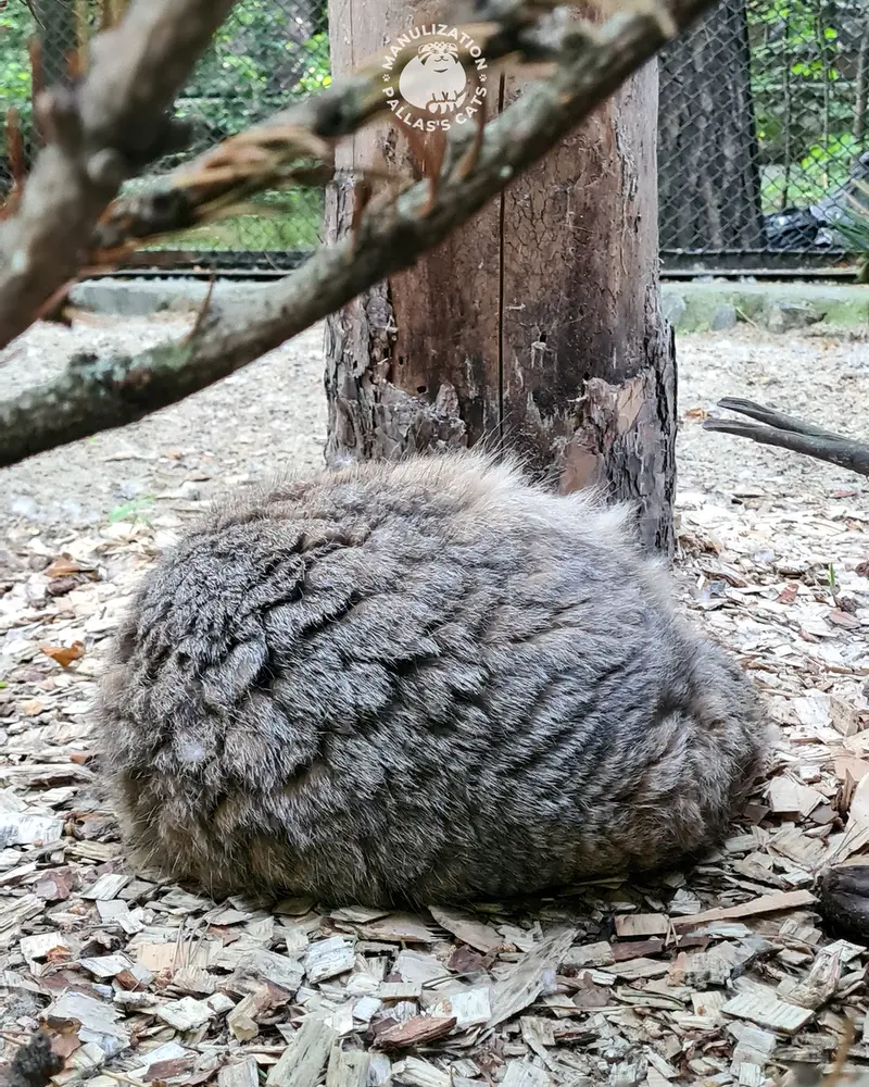 ノヴォシビルスク動物園のゼレノゴルスクの写真
