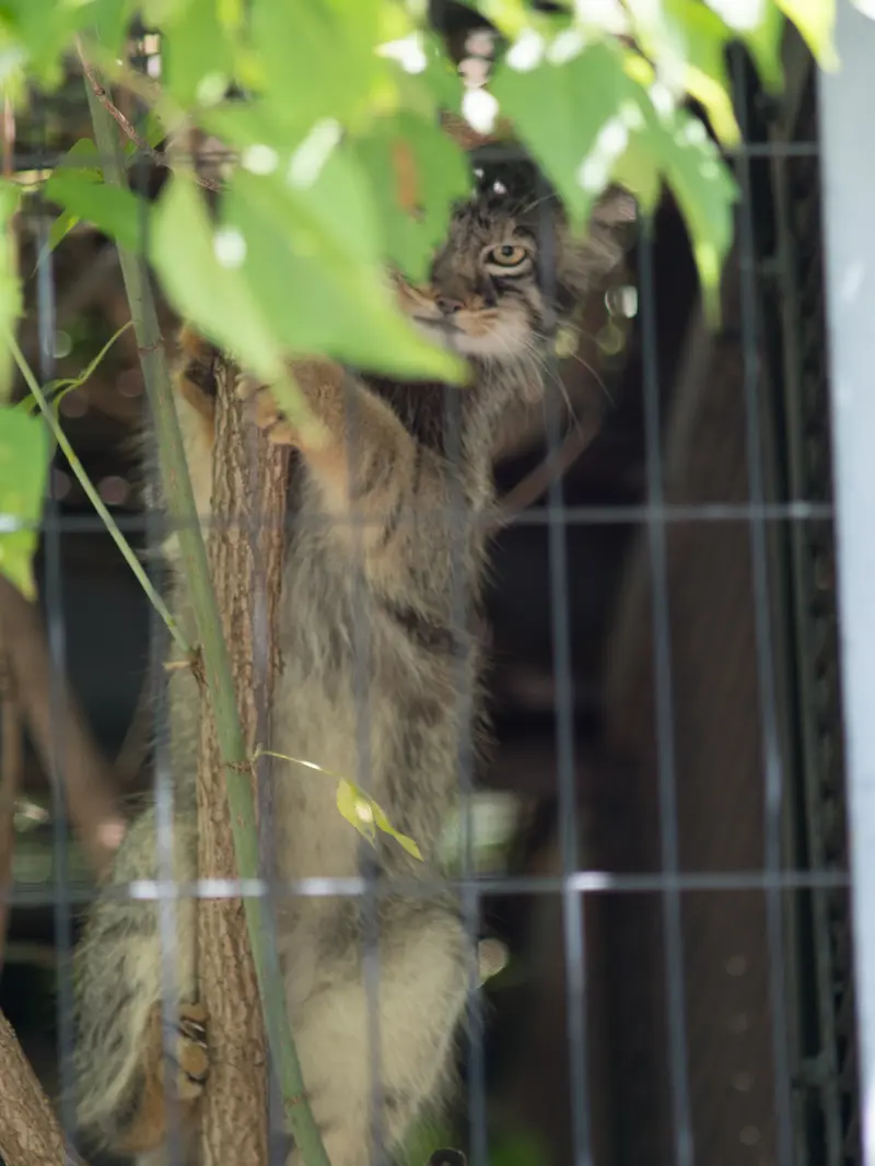 旭山動物園のヒデの写真