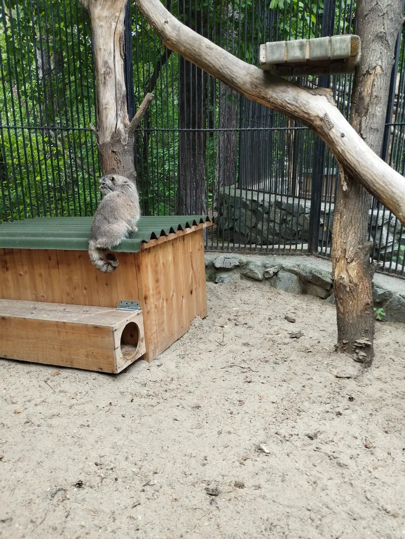 ノヴォシビルスク動物園のマヌルネコの写真
