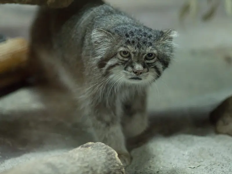 恩賜上野動物園のクリョンの写真