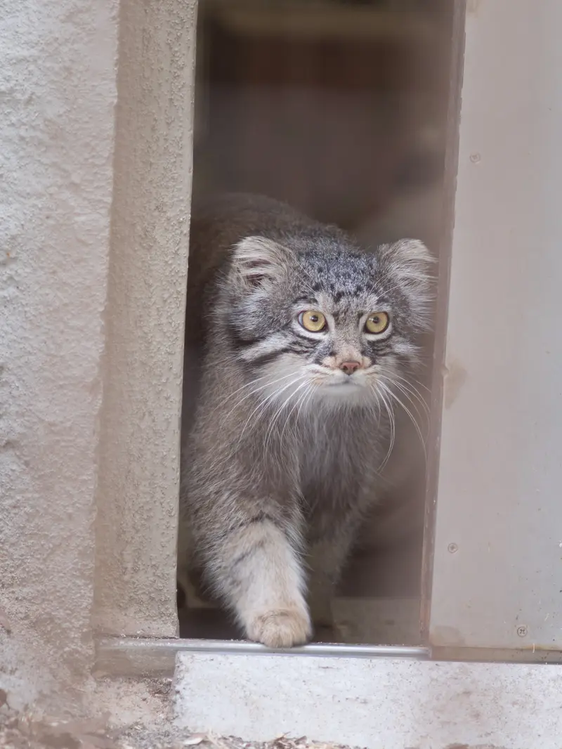 野毛山動物園のフィーガの写真