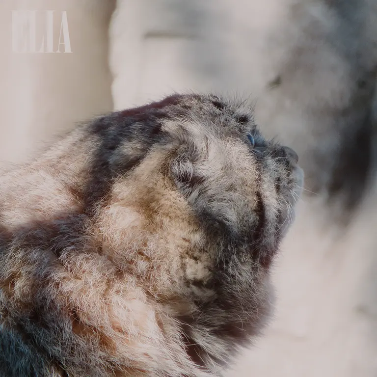 カルガリー動物園 / ワイルダー研究所のオラフの写真