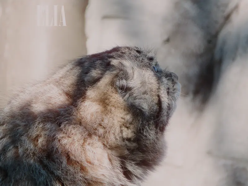 カルガリー動物園 / ワイルダー研究所のオラフの写真