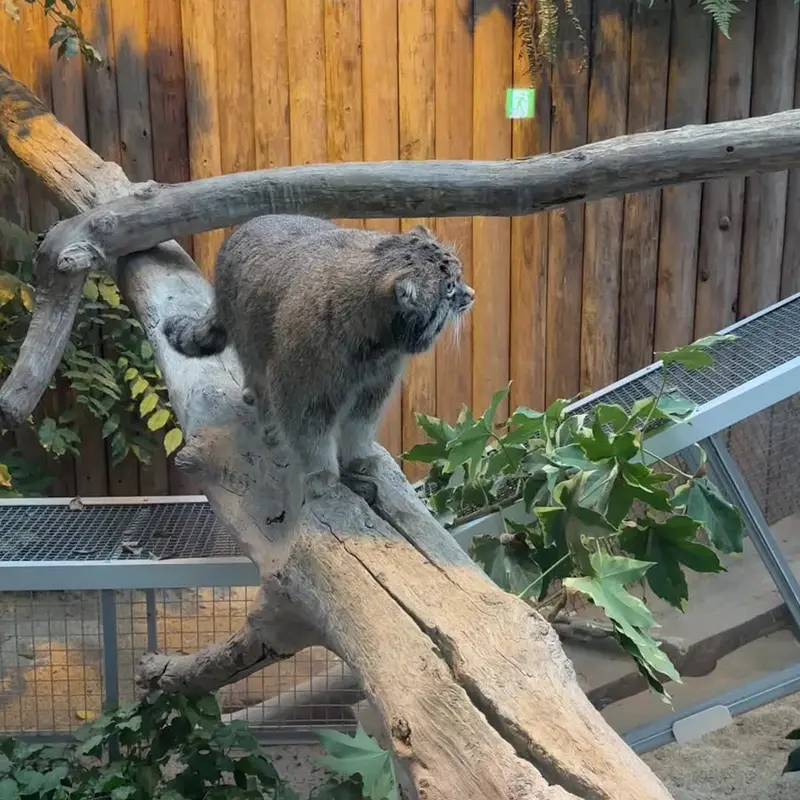 神戸どうぶつ王国のマヌルネコの写真