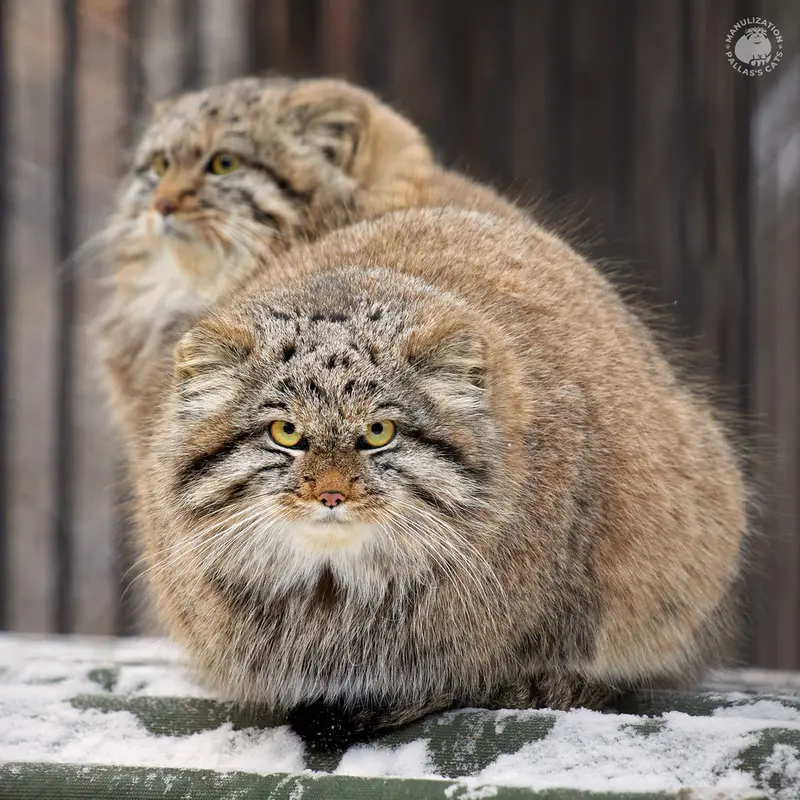 ノヴォシビルスク動物園のバユンとスネジャナの写真