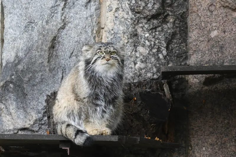 マヌルネコの写真
