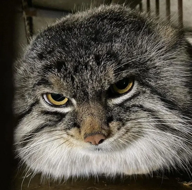 マヌルネコの写真