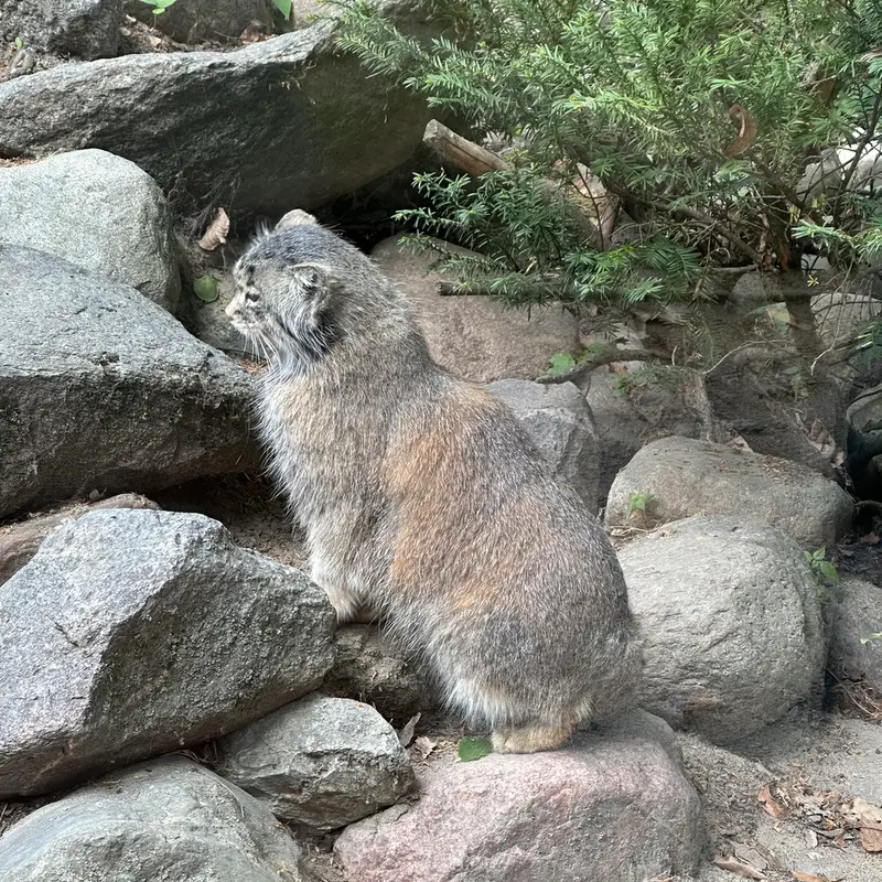 ポズナン新動物園のマニアの写真