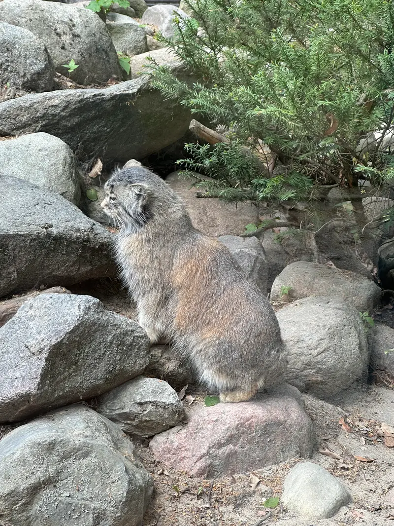 ポズナン新動物園のマニアの写真