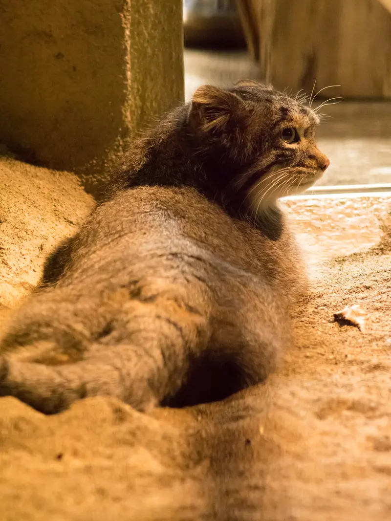 野毛山動物園のフィーガの写真
