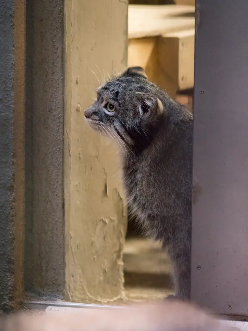 野毛山動物園のフィーガの写真