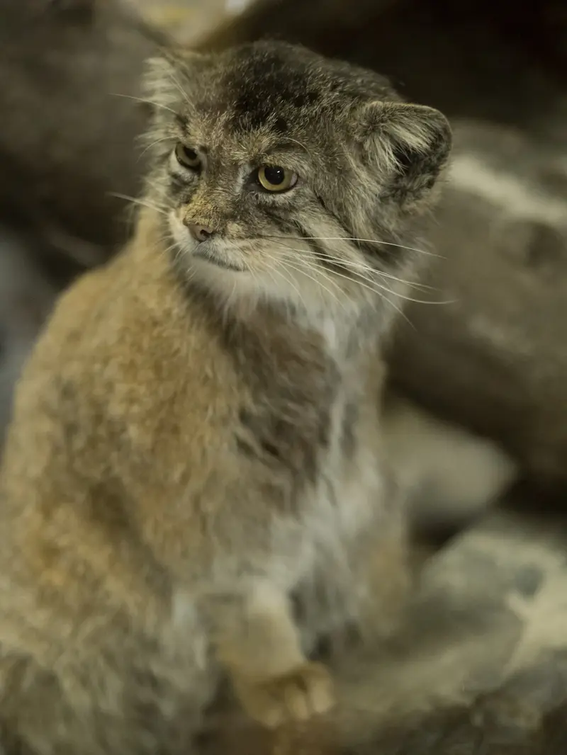 恩賜上野動物園のプリームラの写真