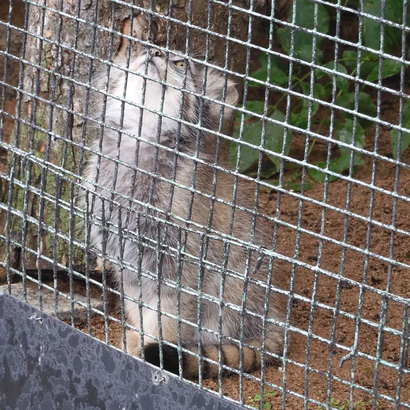 マヌルネコの写真