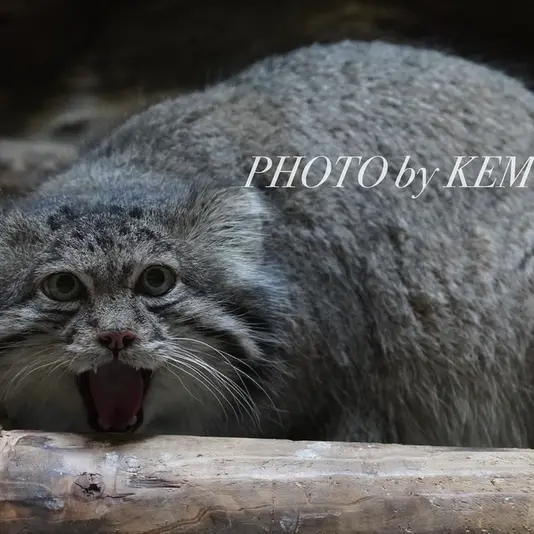 恩賜上野動物園のクリョンの写真