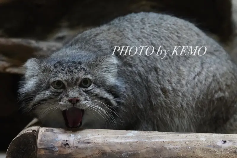 恩賜上野動物園のクリョンの写真