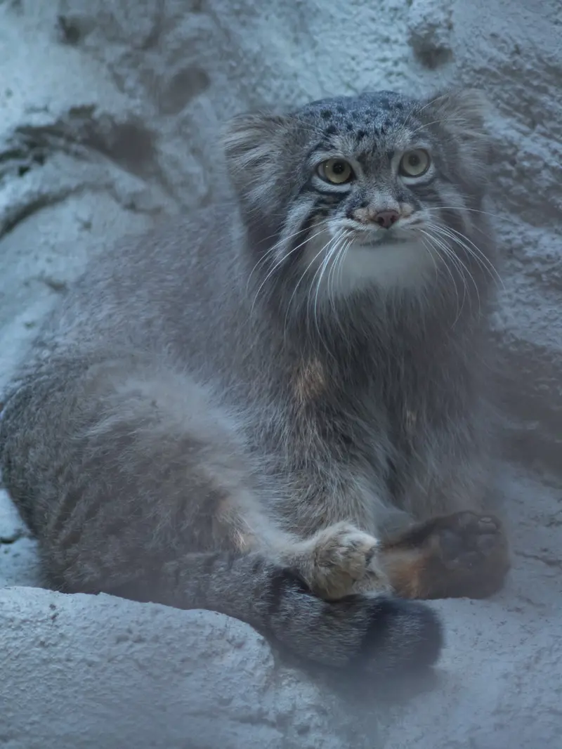 野毛山動物園のフィーガの写真