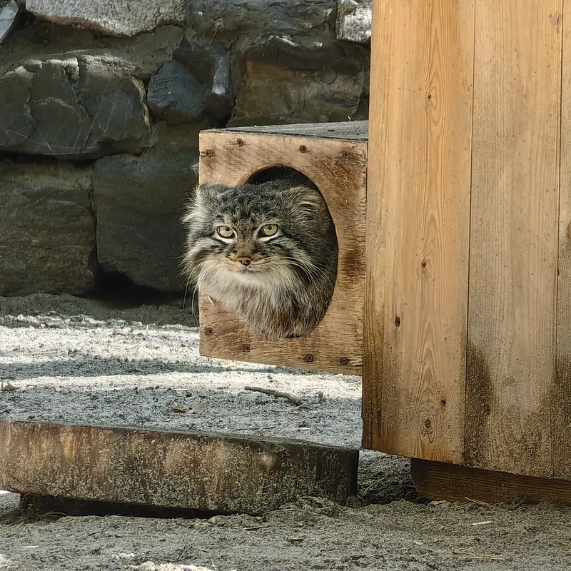 ノヴォシビルスク動物園のレオンの写真