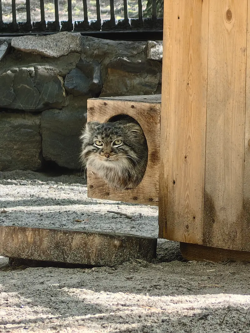 ノヴォシビルスク動物園のレオンの写真