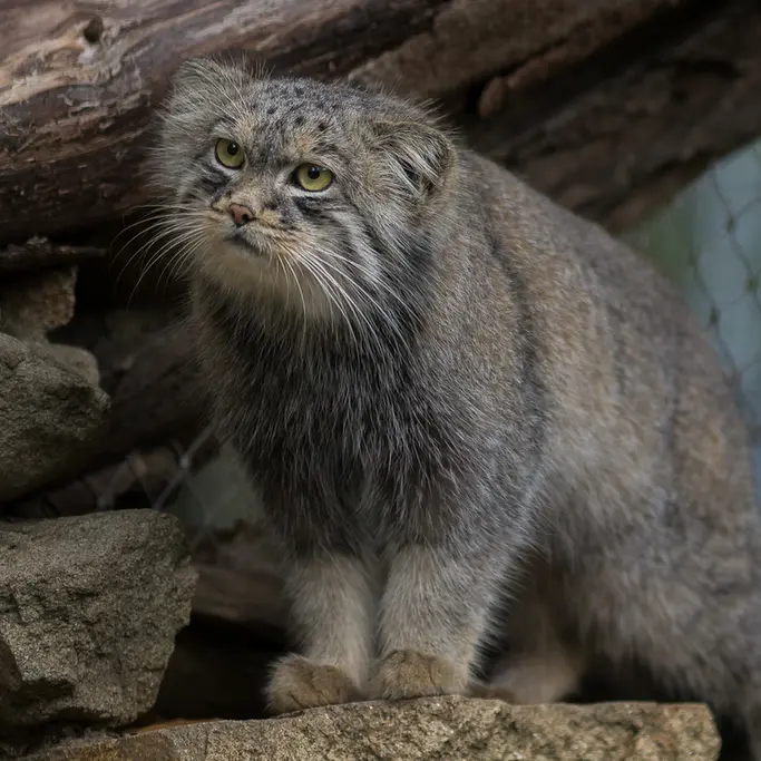 イフラヴァ動物園のマヌルネコの写真